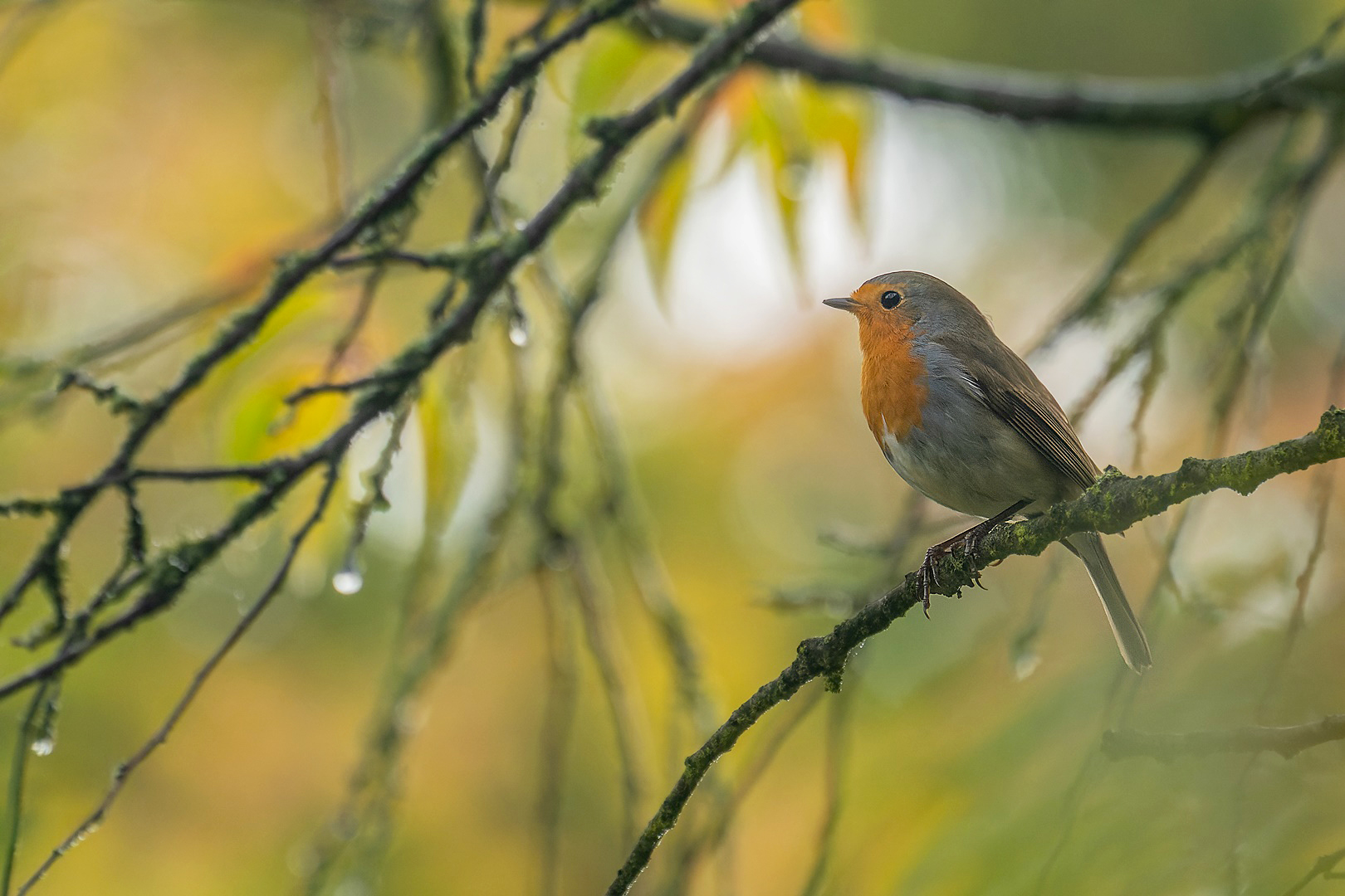 Erithacus rubecula - Robin das Rotkehlchen  im Herbst 