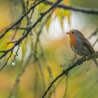 Erithacus rubecula - Robin das Rotkehlchen  im Herbst 