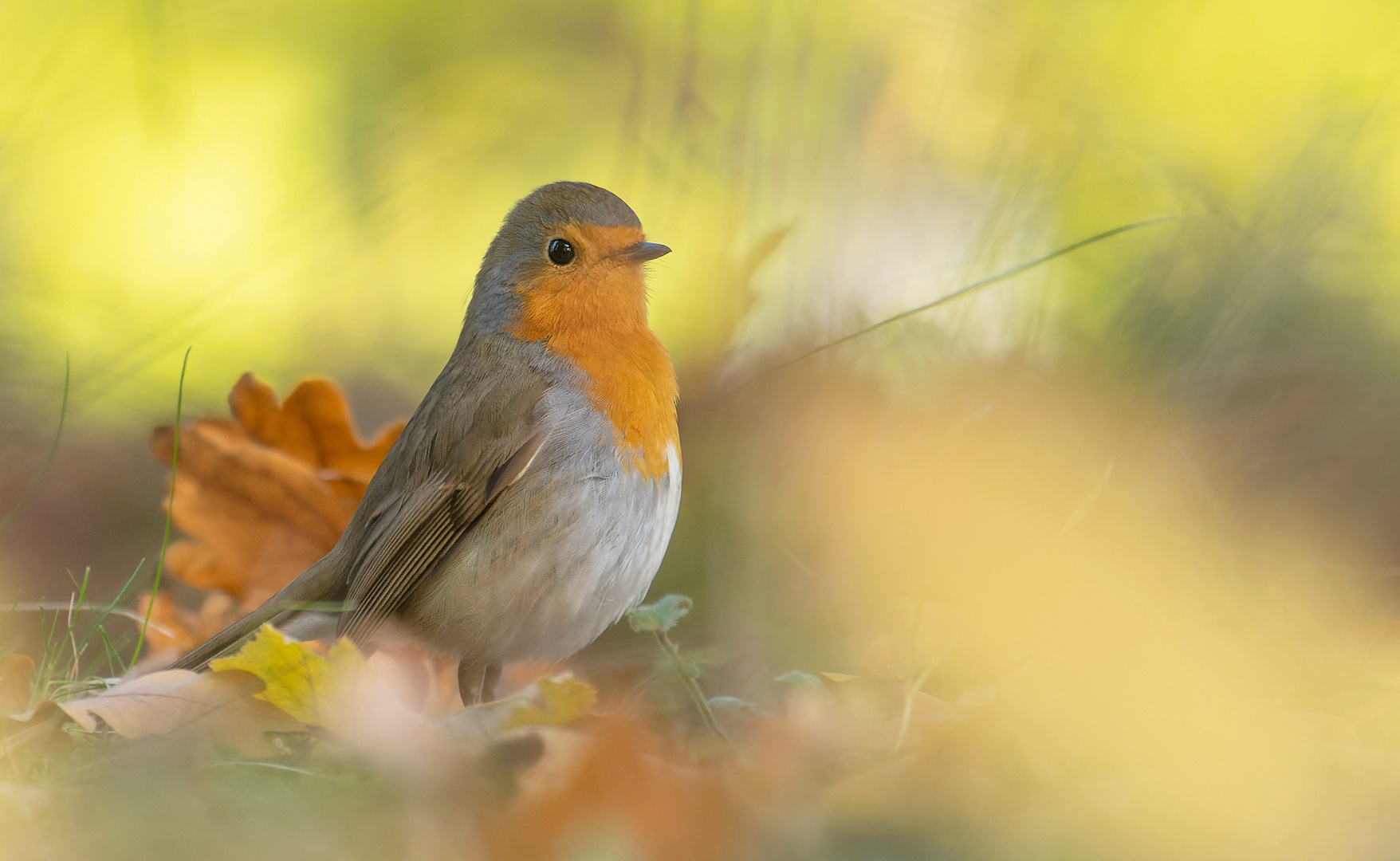 Erithacus rubecula - Robin, das Rotkehlchen  im Herbst 