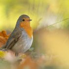 Erithacus rubecula - Robin, das Rotkehlchen  im Herbst 