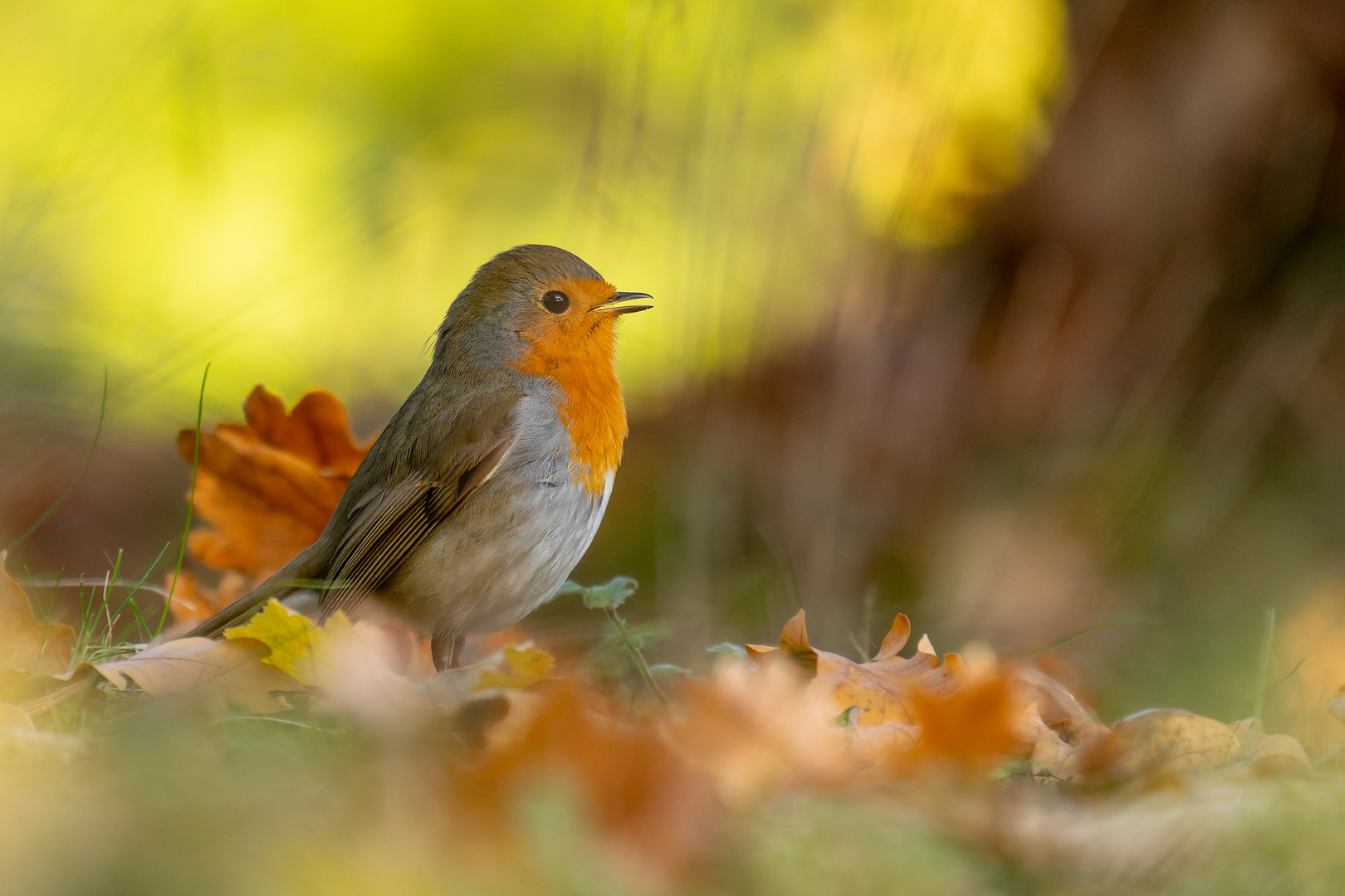 Erithacus rubecula  -  Robin, das Rotkehlchen im November 