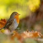 Erithacus rubecula  -  Robin, das Rotkehlchen im November 