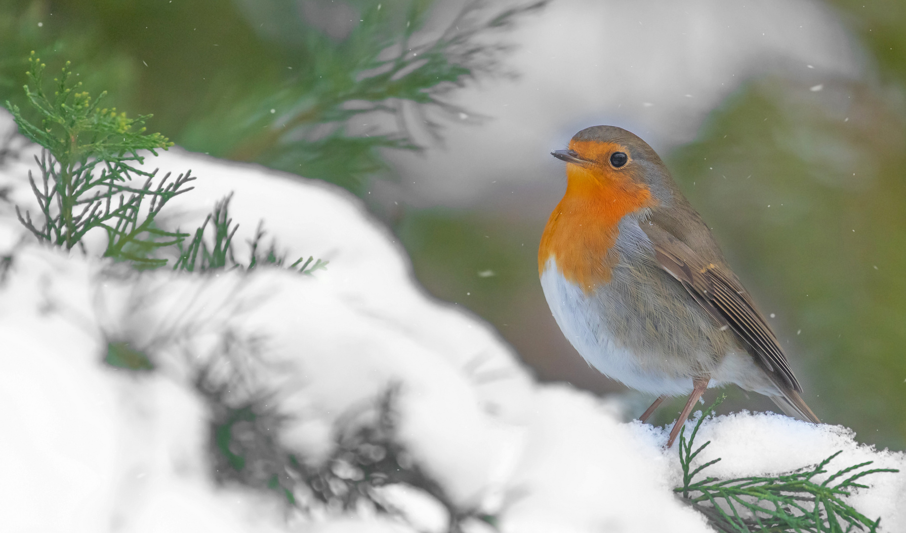 Erithacus rubecula - Robin das Rotkehlchen  im Schnee