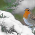 Erithacus rubecula - Robin das Rotkehlchen  im Schnee