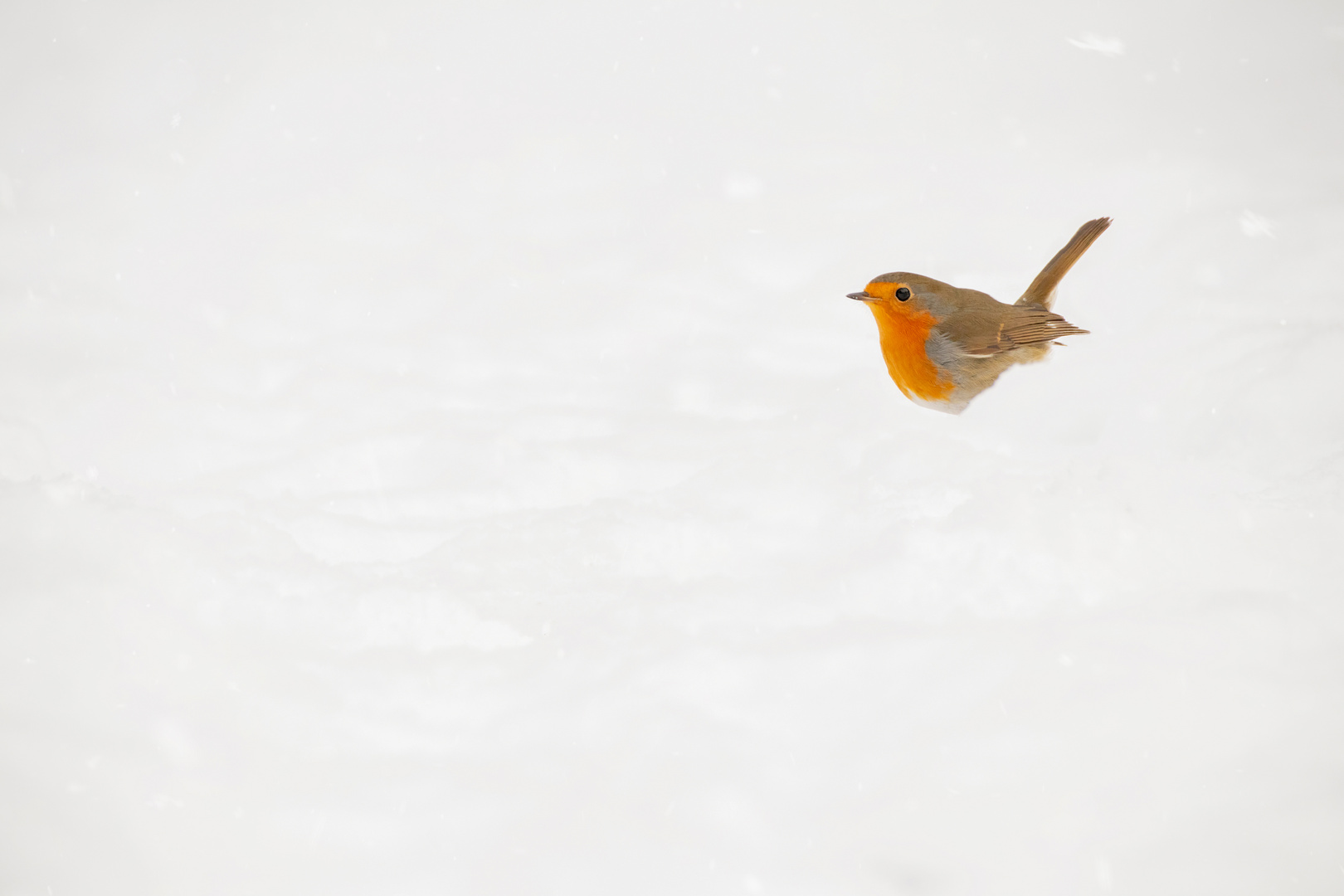 Erithacus rubecula  - Robin verloren im Schnee