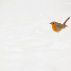 Erithacus rubecula  - Robin verloren im Schnee