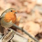 Erithacus rubecula - Rotkehlchen 