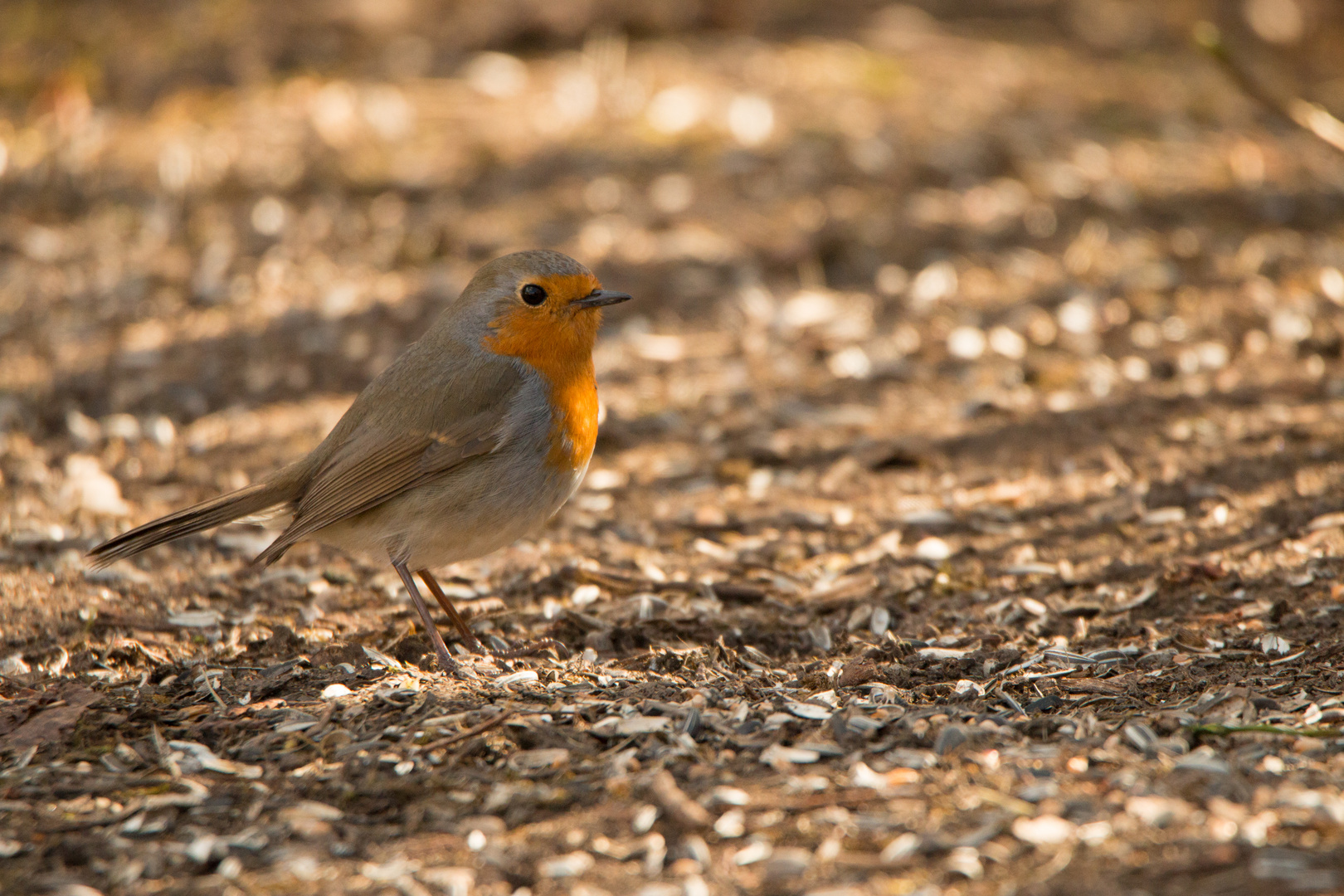 Erithacus rubecula - Rotkehlchen