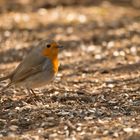 Erithacus rubecula - Rotkehlchen