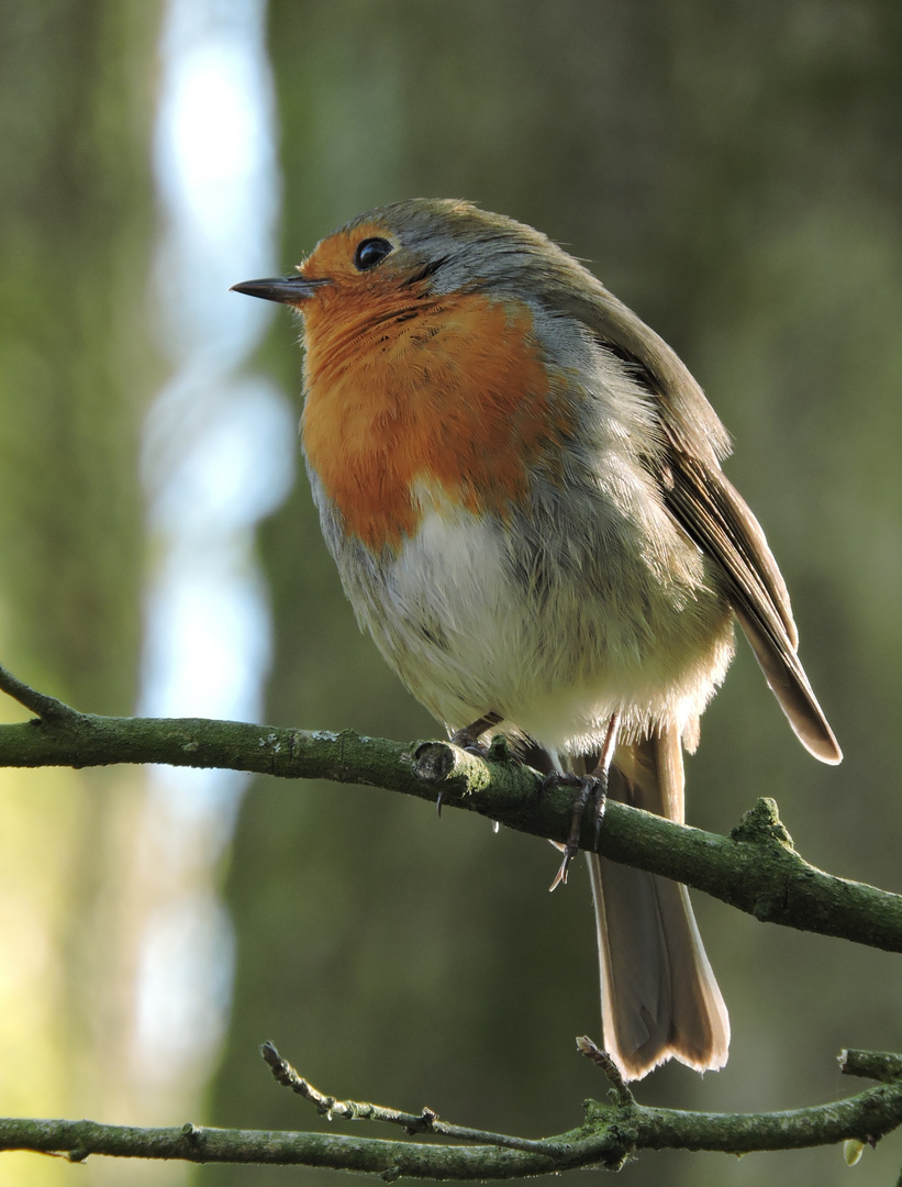 Erithacus rubecula (Rotkehlchen) 