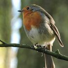 Erithacus rubecula (Rotkehlchen) 