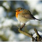 Erithacus rubecula - Rotkehlchen