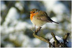 Erithacus rubecula - Rotkehlchen