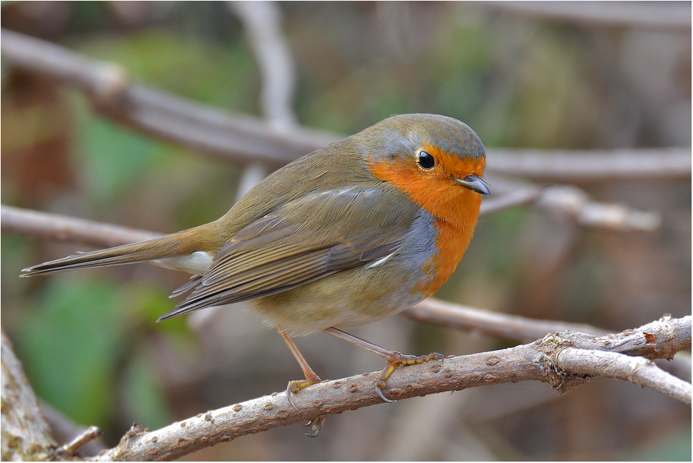 Erithacus rubecula - Rotkehlchen