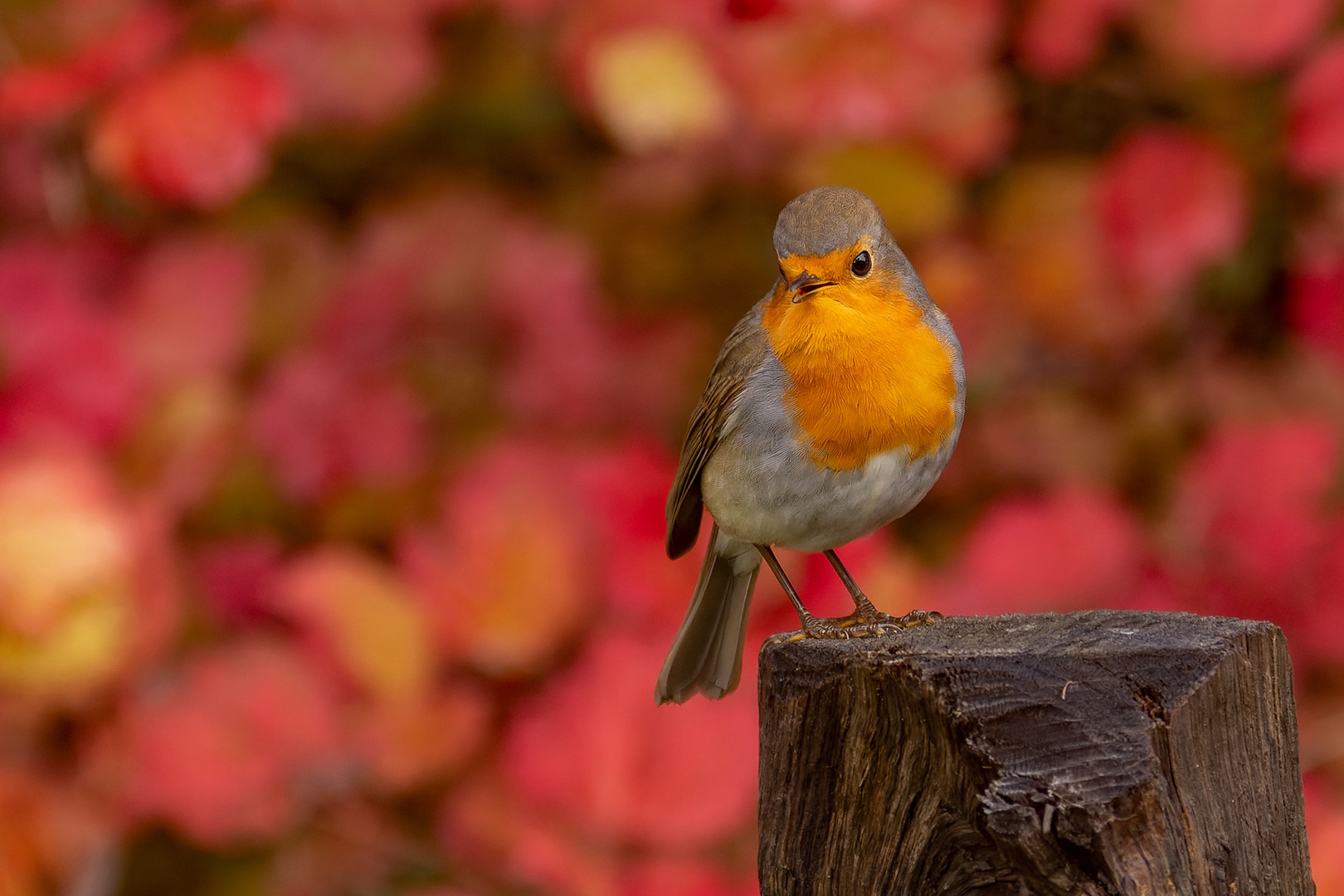 Erithacus rubecula - Rotkehlchen 