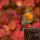 Erithacus rubecula - Rotkehlchen 