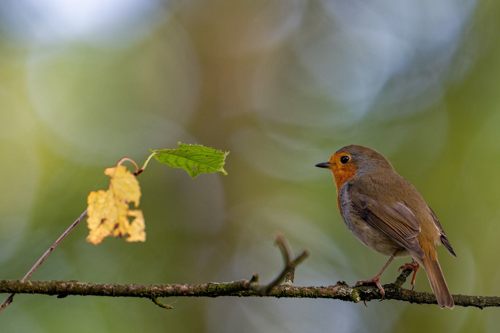 Erithacus rubecula - Rotkehlchen