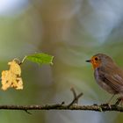 Erithacus rubecula - Rotkehlchen