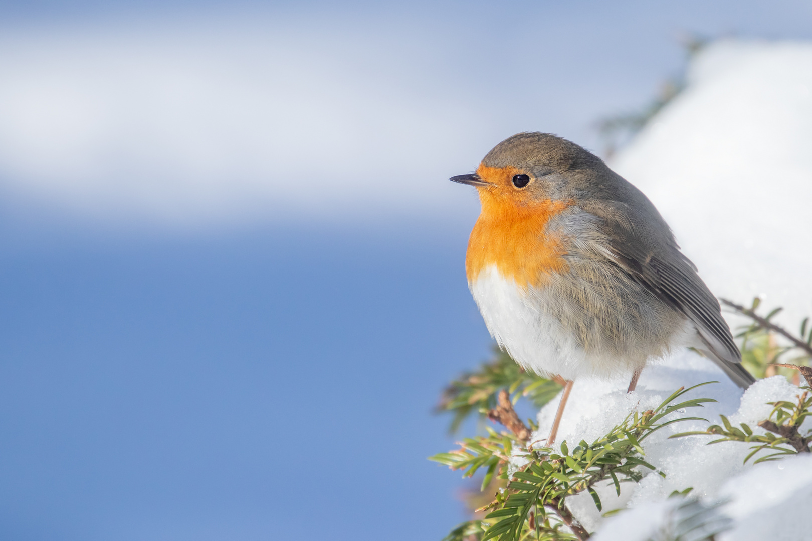 Erithacus rubecula  - Rotkehlchen  im  Schnee