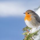 Erithacus rubecula  - Rotkehlchen  im  Schnee