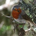 Erithacus rubecula superbus