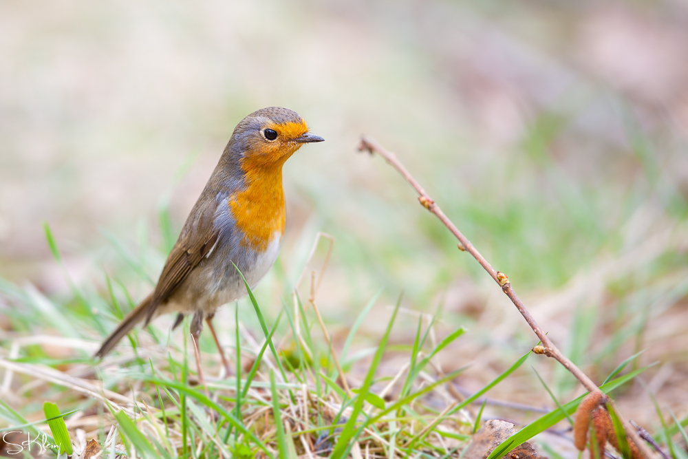 Erithacus rubecula2