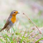 Erithacus rubecula2