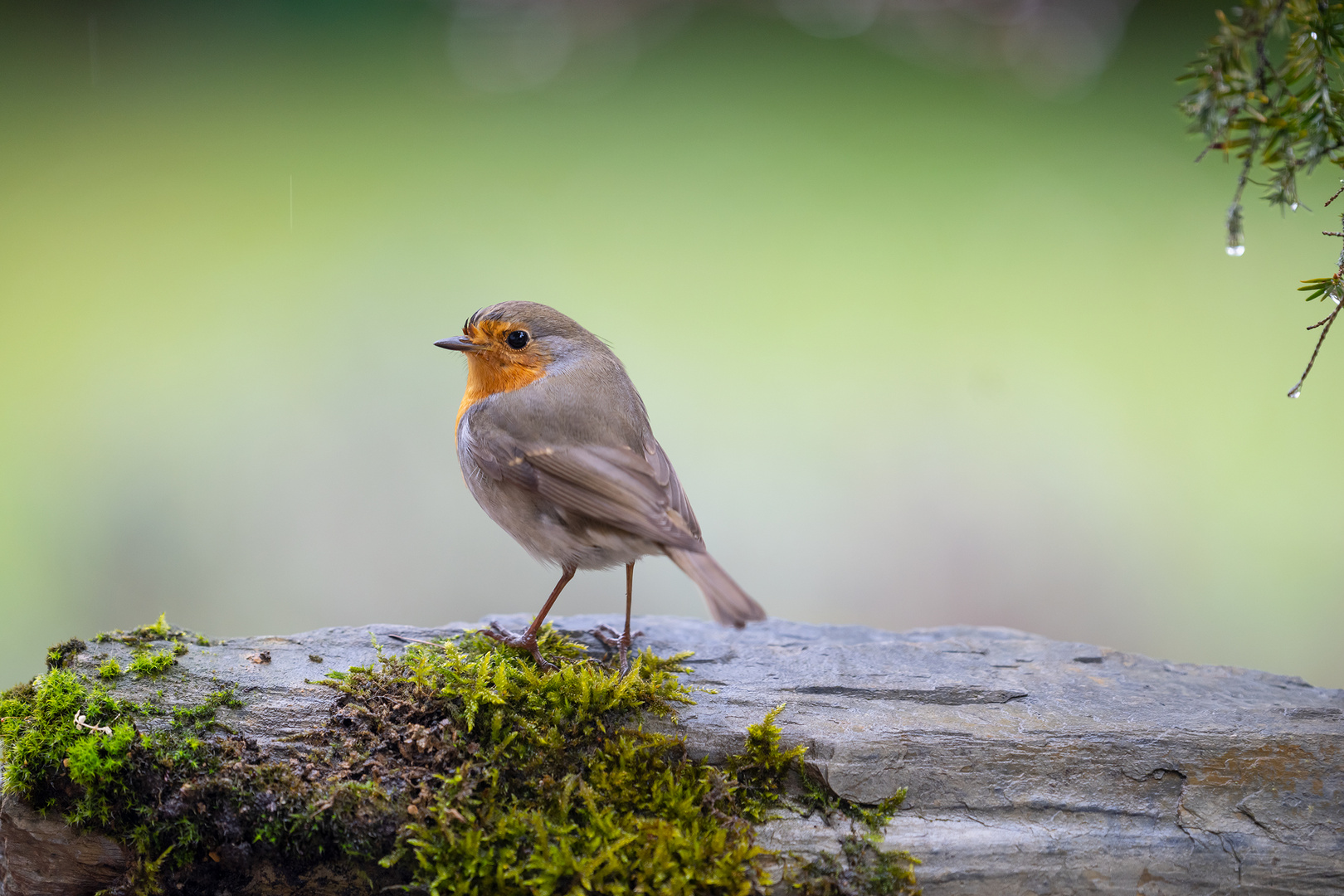 erithaCusruBecula III