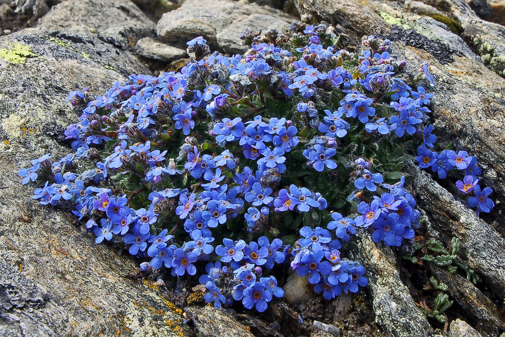 Eritrichium nanum - Himmelsherold auch König der Alpenpflanzen genannt...