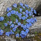 Eritrichium nanum- Himmelsherold und auch König der Alpenpflanzen genannt...