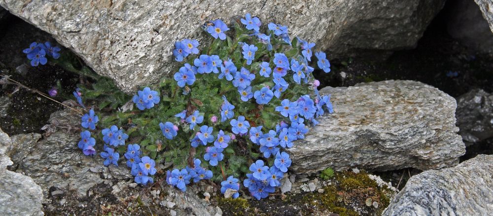 Eritrichium nanum- Himmelsherold und auch König der Alpenpflanzen genannt...