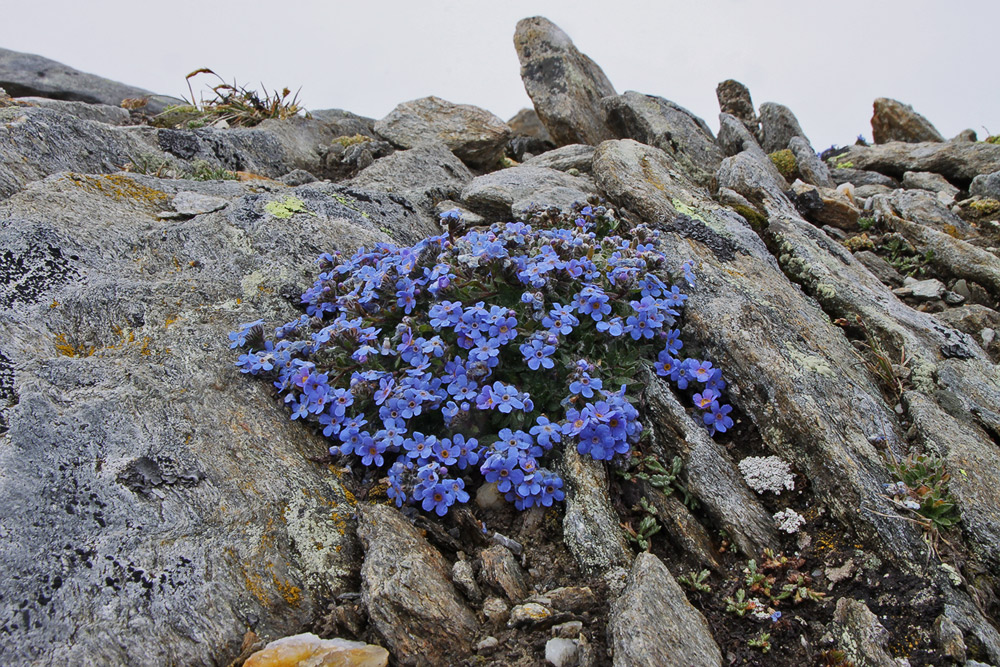 Eritrichium nanum - Himmelsherold und nach wie vor eine alpine Rarität