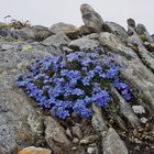 Eritrichium nanum - Himmelsherold und nach wie vor eine alpine Rarität