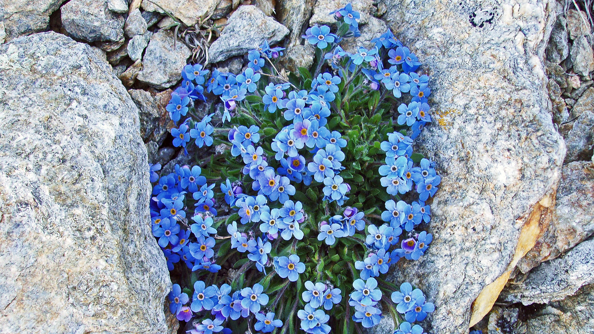 Eritrichium nanum und der Himmelsherold trägt auch den Namen König der Alpenpflanzen