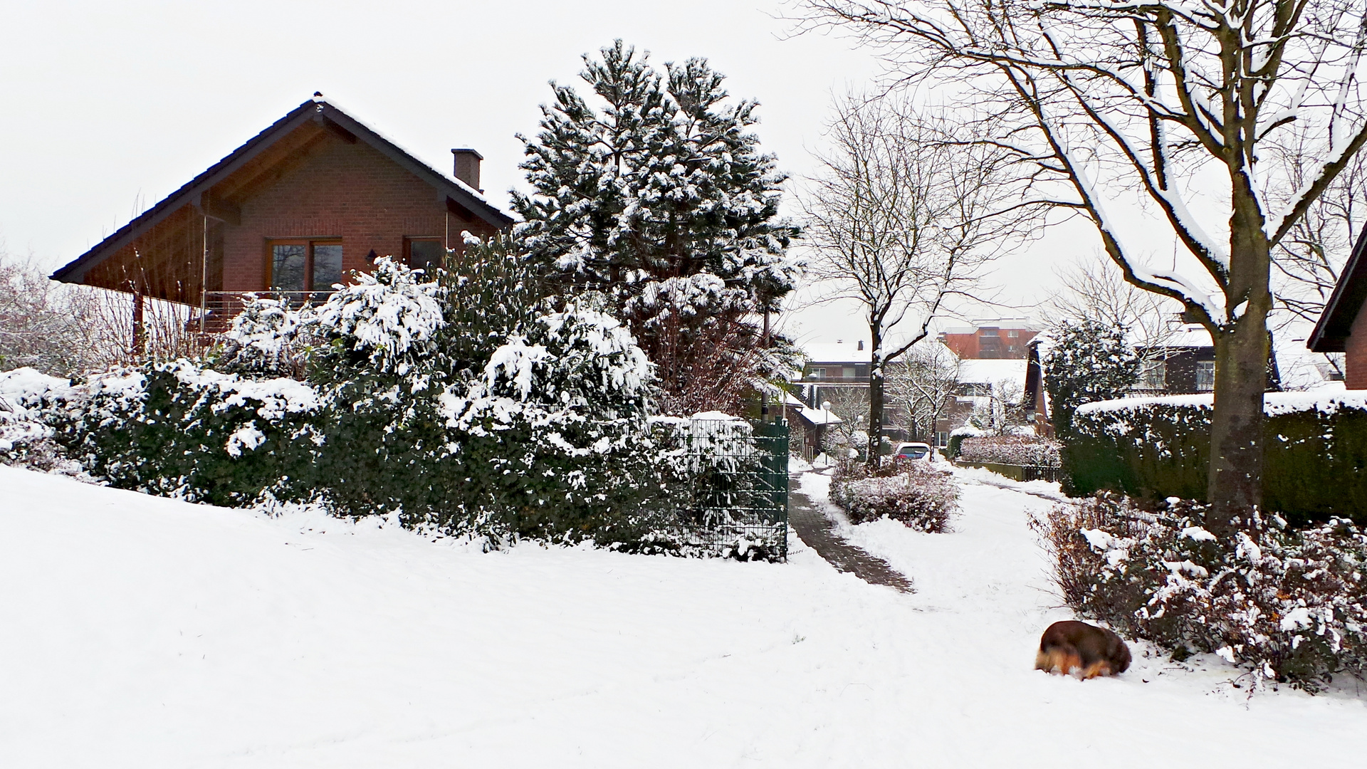 Erkrath im Schnee mit Tammy