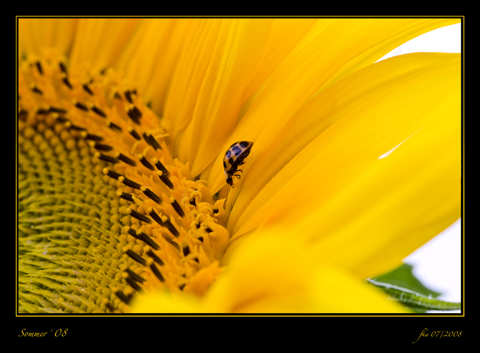 Erkundung der Sonne