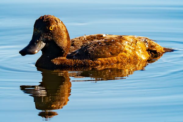 Erkundung. ?Moorente?-richtig Reiherente