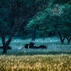 Erkundungsfahrt auf der Kataneno Jagd Ranch (10)