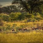 Erkundungsfahrt auf der Kataneno Jagd Ranch (12)