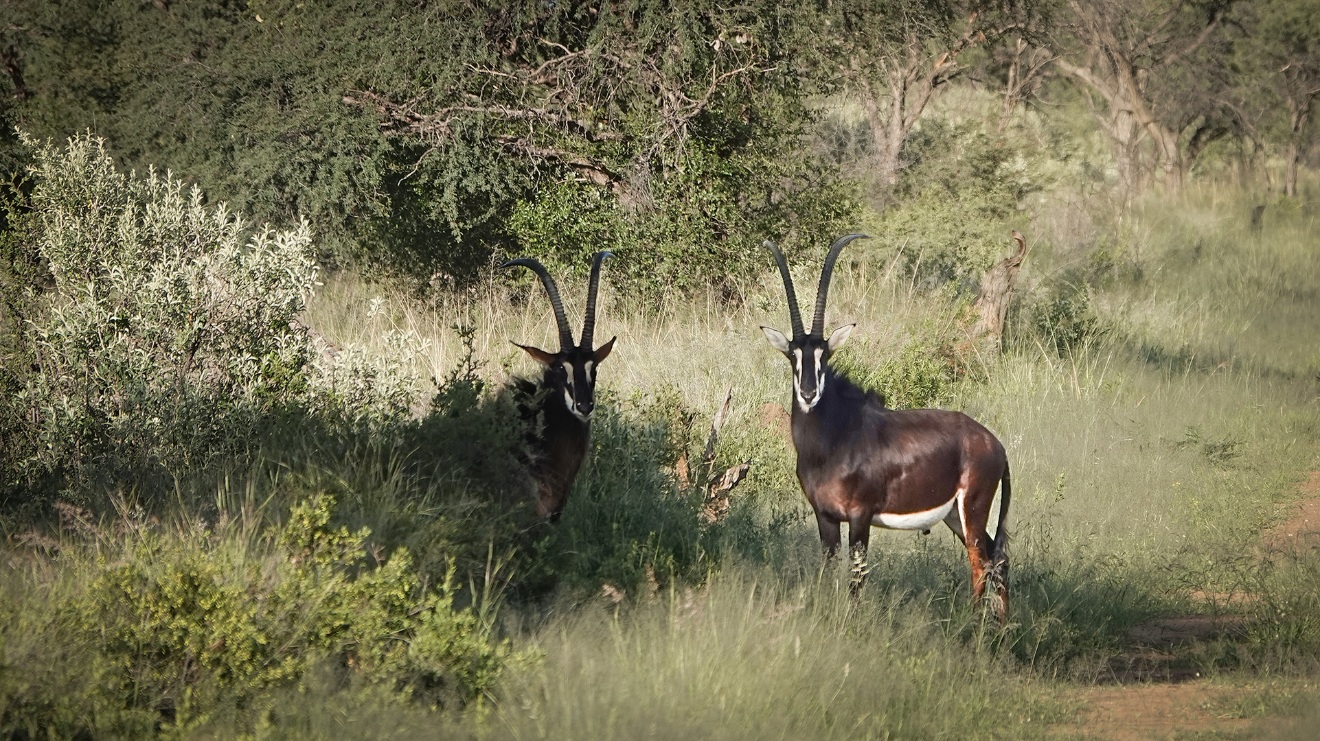 Erkundungsfahrt auf der Kataneno Jagd Ranch (16)