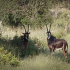 Erkundungsfahrt auf der Kataneno Jagd Ranch (16)