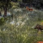 Erkundungsfahrt auf der Kataneno Jagd Ranch (17)