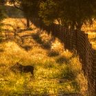 Erkundungsfahrt auf der Kataneno Jagd Ranch (18)