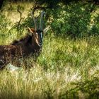 Erkundungsfahrt auf der Kataneno Jagd Ranch (20)