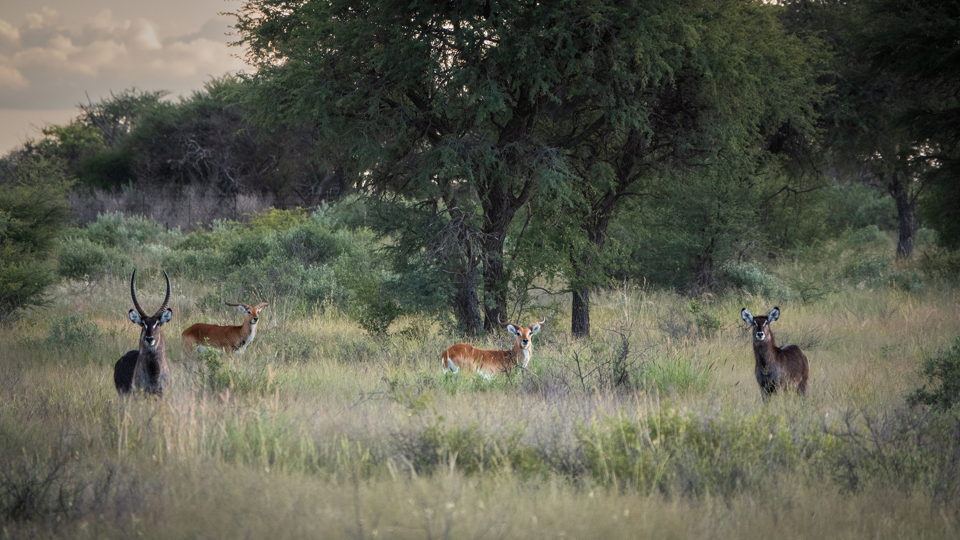 Erkundungsfahrt auf der Kataneno Jagd Ranch (25)