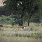 Erkundungsfahrt auf der Kataneno Jagd Ranch (25)