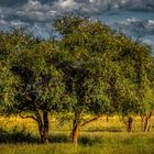 Erkundungsfahrt auf der Kataneno Jagd Ranch (8)