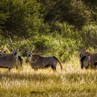 Erkundungsfahrt auf der Kataneno Jagd Ranch (9)