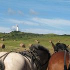 Erkundungstour auf Hiddensee...