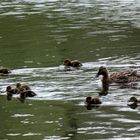 erkundungstour der großfamilie--einzelgäger--